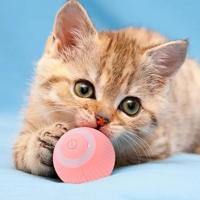 Jouets pour Chats d'Appartement : Comment Éviter l'Ennui chez Votre Félin